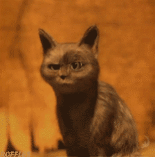 猫惊讶